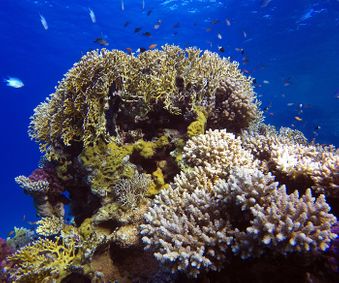 Coral Reef Awareness 