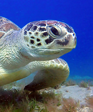 Sea Turtle Photo Identification