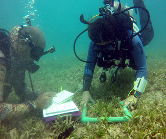 Seagrass Watching