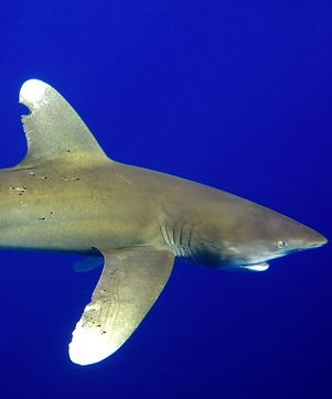 Shark Photo Identification