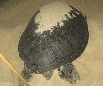 Nesting Sea Turtles